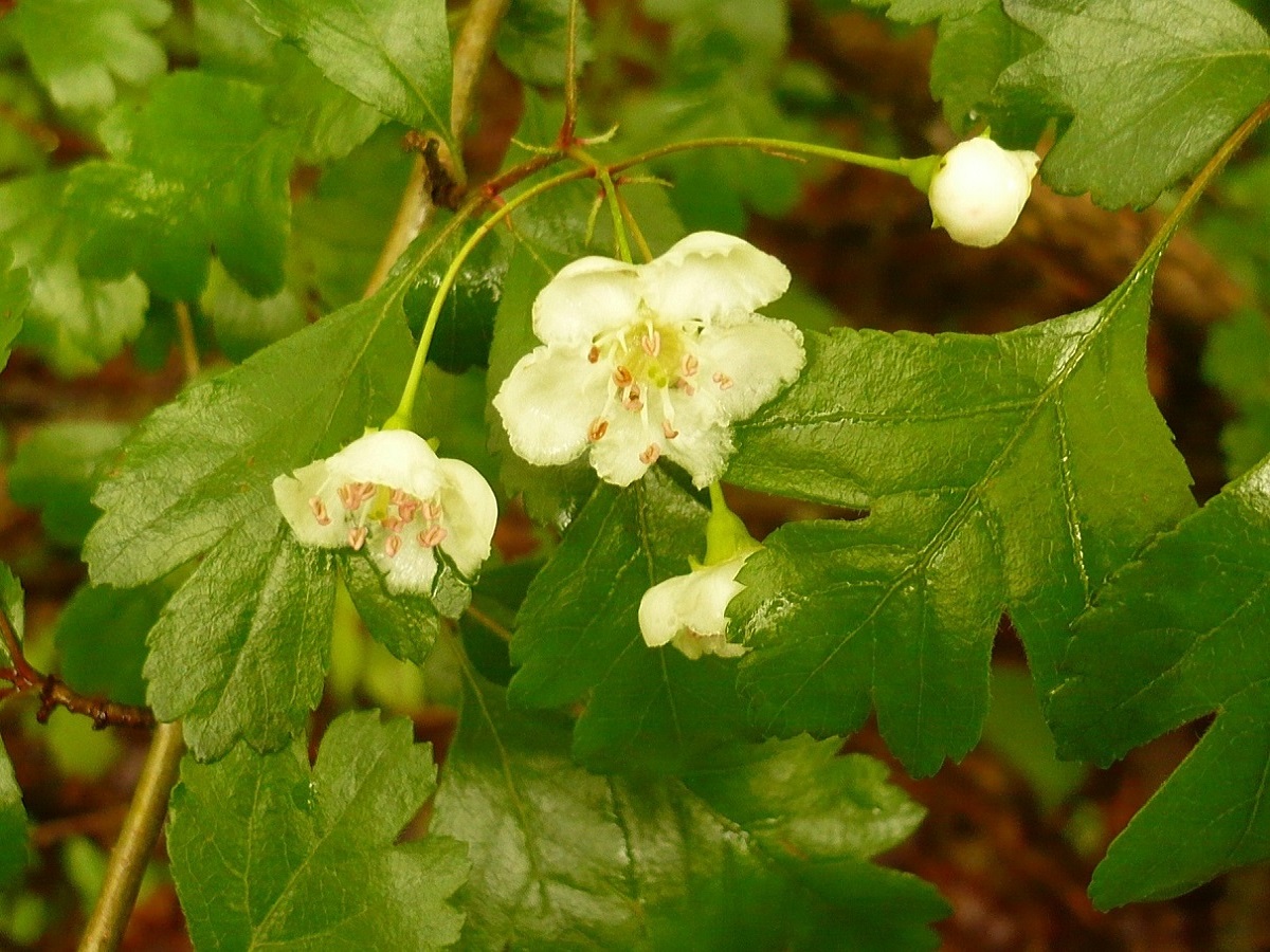Crataegus x media (Rosaceae)